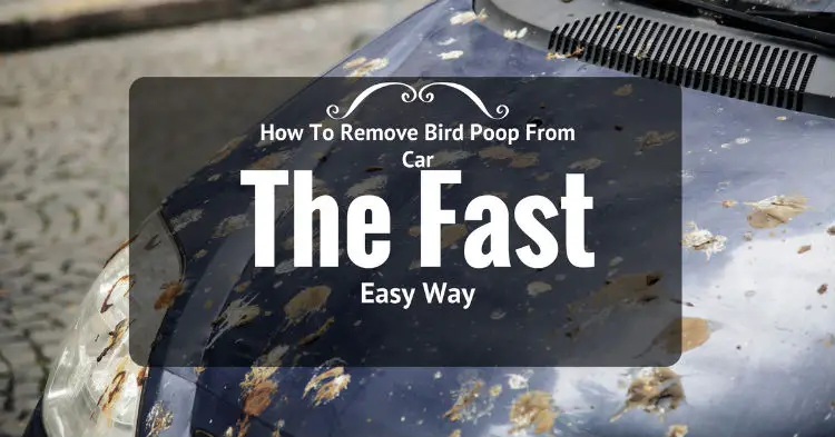How To Remove Bird Poop From Car The Fast & Easy Way